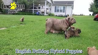 Playful English Bulldog Hybrid Puppies