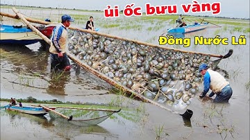 Cả xóm Việt Kiều Campuchia ùn ùn đi ủi ốc bưu vàng đồng nước nổi 2024