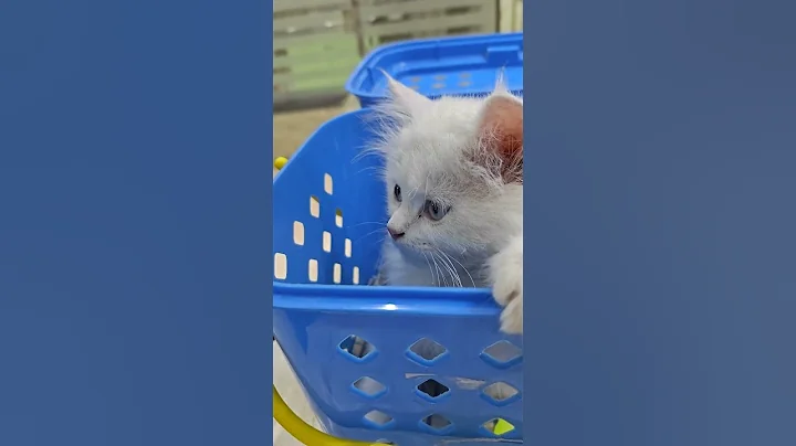 Video 7951931: persiancat persians, kitten white persiancat