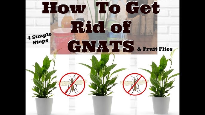 Get Rid of Fungus Gnats - FineGardening