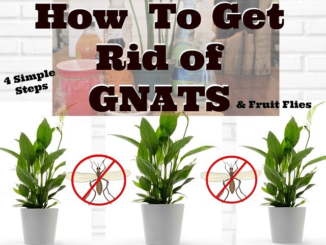 How to Get Rid of Gnats in Houseplants 