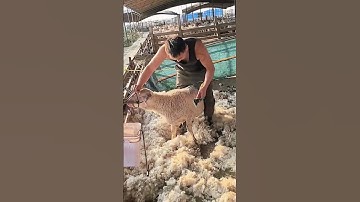 The process of shearing sheep- Good tools and machinery can increase work efficiency