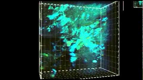 Animation of an EBA wound via two-photon microscopy