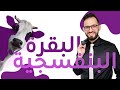 لماذا يجب أن تكون بقرة لتنجح!! لو تبنيت هذا القانون حتما سوف تنجح لماذا يجب أن تكون بقرة لتنجح!! لو تبنيت هذا القانون حتما سوف تنجح