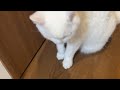 🔴Cat Live🇯🇵寝顔配信😴, 2026 #live #cat #scottishfold #猫 #قطة #кот #kucing #बिल्ली #gato #고양이