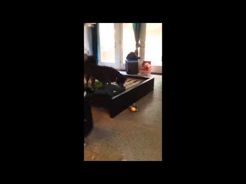 puppy paradise Furkids/Small Dog Rescue - Dovie