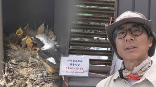 Reason for the Red-breasted Nuthatch's Violent Attack on a Puppy: 'Protecting the Baby Bird' @Ins...