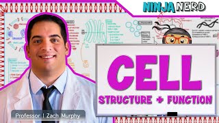 Cell Biology Cell Structure Function