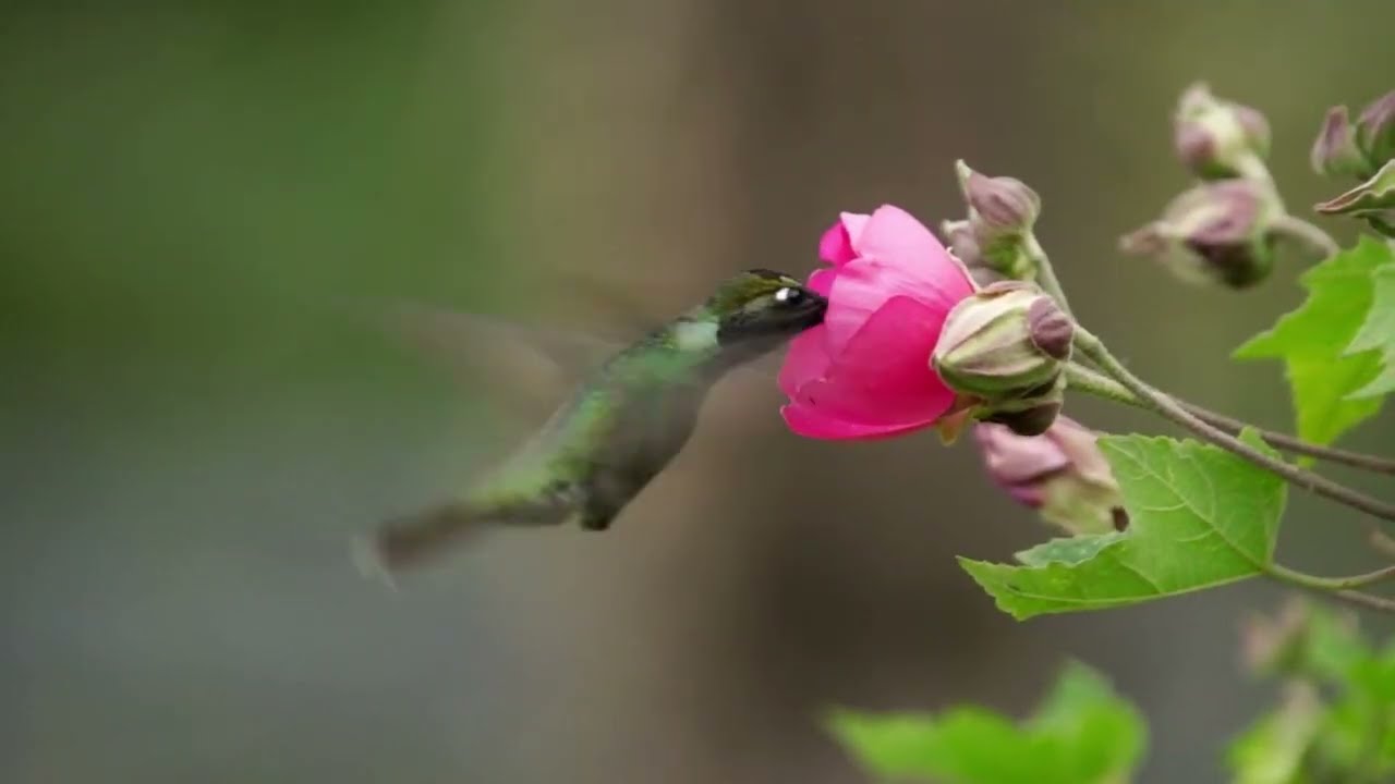 Beautiful Kingfisher Birds 🐦 | Colourful Birds in Nature | Relaxing Video | kids liking | Flowers