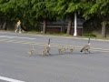 Canadian goose family is crossing the street
