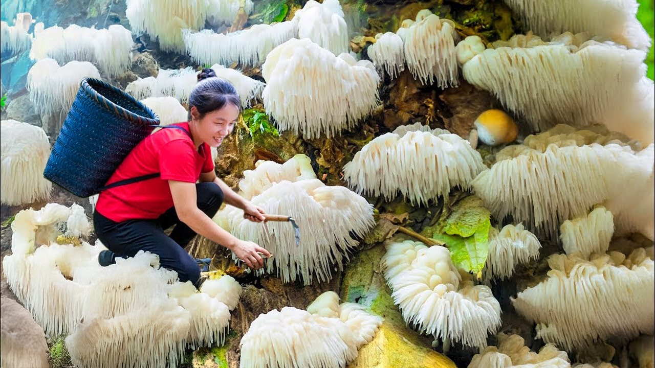 Harvest A Lot Of Golden Lion’s Mane Mushrooms on The Hill Goes to Market Sell | Susan Daily Life
