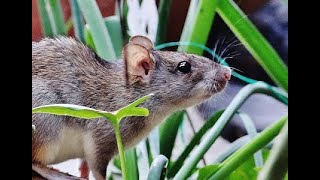 I have set Rat trap to keep away the rats out of my garden, but they are very smart – Cyprus 11/7/23 by George konstantinou - Cyprus Wildlife tours 233 views 10 months ago 5 minutes, 14 seconds
