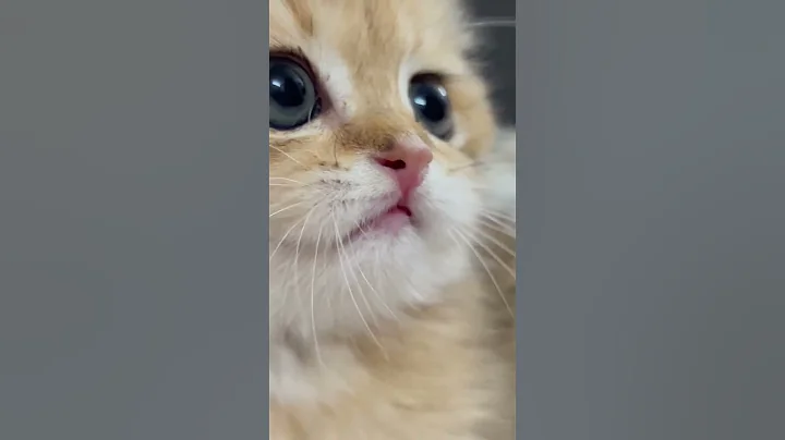 Video 5367721: sweet cats meowing, cat cute funny pet, furry