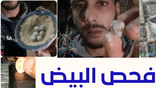 الطريقة_الموثوقة ل فحص_البيض اذا كان مخصب