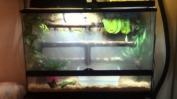 4 green tree python and emerald tree boa setups
