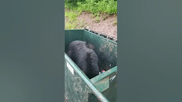 Bandit Bear Busted Going Through Garbage || ViralHog
