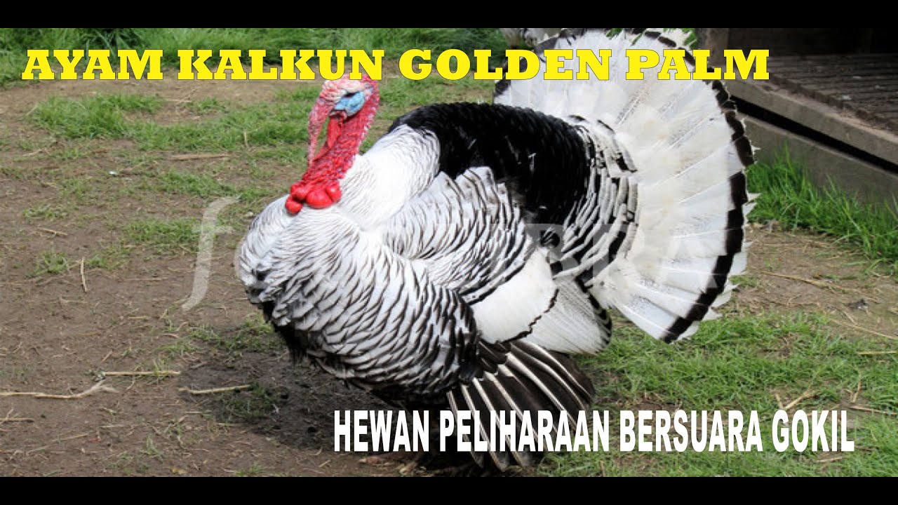 Ayam Kalkun Golden Palm 