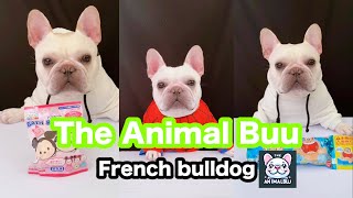 The Animal Buu Compilation | the most Fuuny collection103 #theanimalbuu #dogsofyoutube