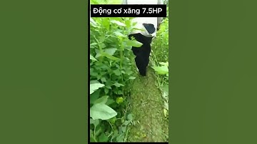 Máy cắt cỏ trục băm chuyên nghiệp chạy động cơ xăng 7.5HP  #nông_nghiệp #may #maycatco #shorts