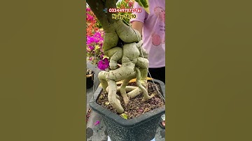 Tím siêu bông lùn lực đế Nôm (mã 15N)..#shortsvideo