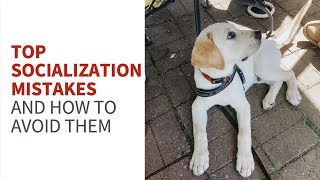 top socialization mistakes by My Service Dog and Me 1,901 views 1 year ago 11 minutes, 21 seconds