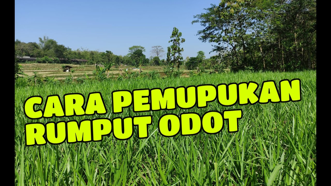 CARA PEMUPUKAN RUMPUT ODOT | BUDIDAYA RUMPUT ODOT | BANK PAKAN TERNAK