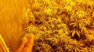 Veteran Grower chronicles episode 3.