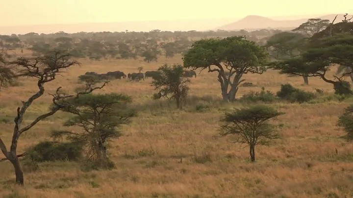 Into the Wild: Drone Views Of Africa’s Stunning Landscapes and Wildlife...