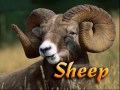 Sheep Farmimg