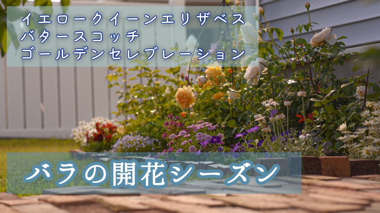 6月のバラの様子】バラの開花シーズン！庭の開花した薔薇達を紹介し