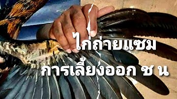 ไก่ถ่ายแซมในฤดูฝน