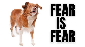 Understanding Dog Reactivity & Aggression