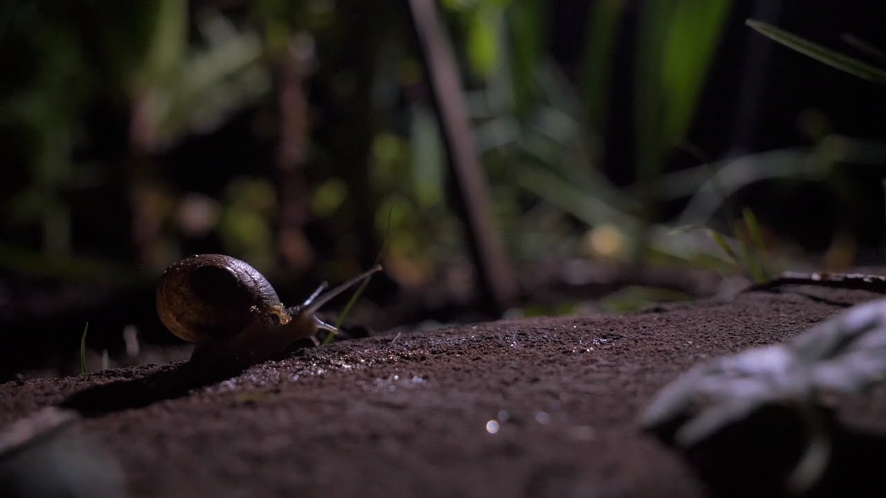 Bodemleven in beeld: de huisjesslak