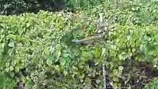 HERMANS IGUANA