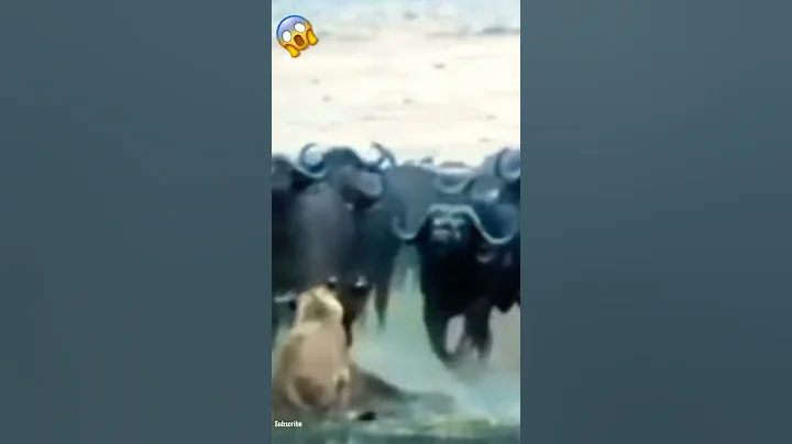 Buffalo herd saves calf from lions attack they scare the lion away.