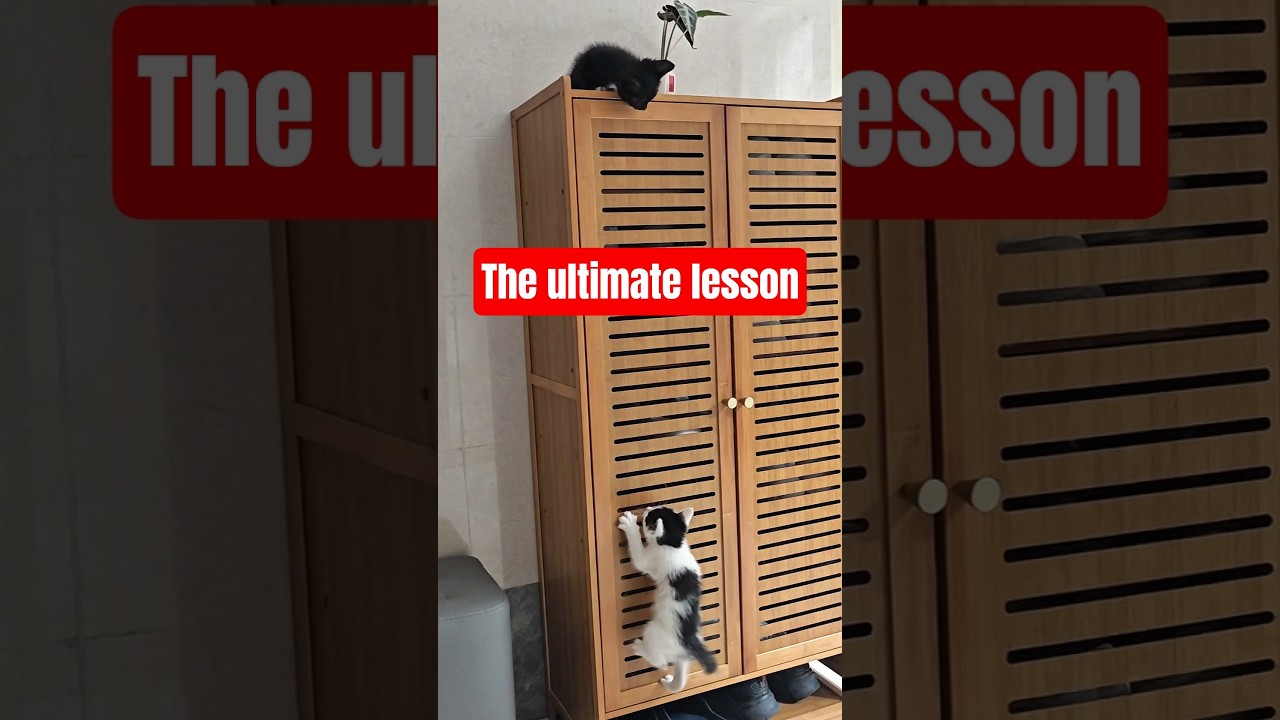 Watch This Tiny Kitten Teach Us the Ultimate Lesson in Success. #pibbli #kitten #ultimatelesson