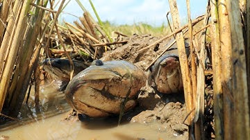 Unexpectedly! I Found a lot of Snakehead Fish in Rice Field in Dry Season | Viral Fisher Skills
