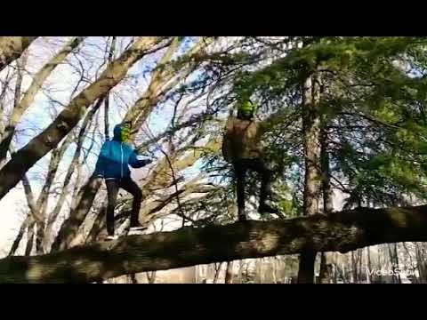 შრეკების ექსტრემალური ნომერი / Shreks’ extreme performance