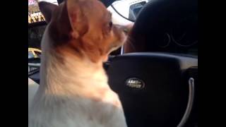 2 Bebekle Trafiğe Çıkarsam Arabadaki Hal... - Esra Ve Ceyda Ersoy