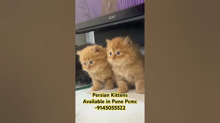 Watch the video about Persian Kittens in India Maharashtra Pune Pcmc Mumbai #cat #catpune #kittenpune #pune #pets #persian