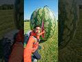 Giant Watermelon Alert! 😱Wait for the explosion! 💥🍉: #Watermelon #GiantWatermelon #FruitExplosion