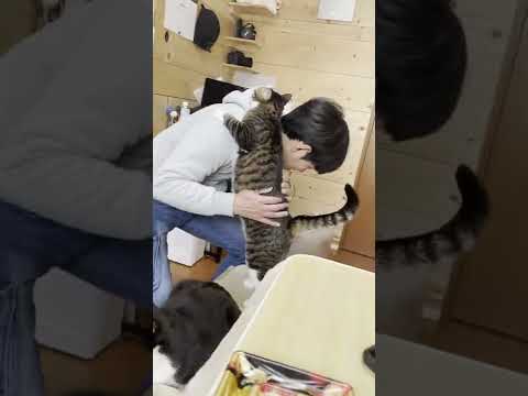 抱っこの要求のしかたがかわいい猫 #Shorts