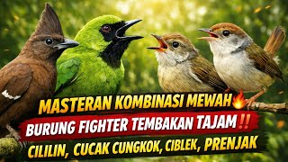 MASTERAN KOMBINASI BURUNG FIGHTER ‼️PRENJAK, CIBLEK, CUCAK CUNGKOK, CILILIN, AUDIO JERNIH.