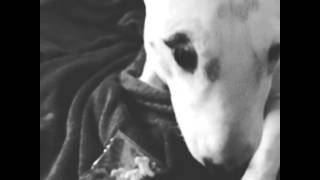 Türchen Nummer 12. - Miniature Bullterrier Early