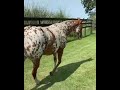 The Most Stunning Appaloosa Coat Ever!