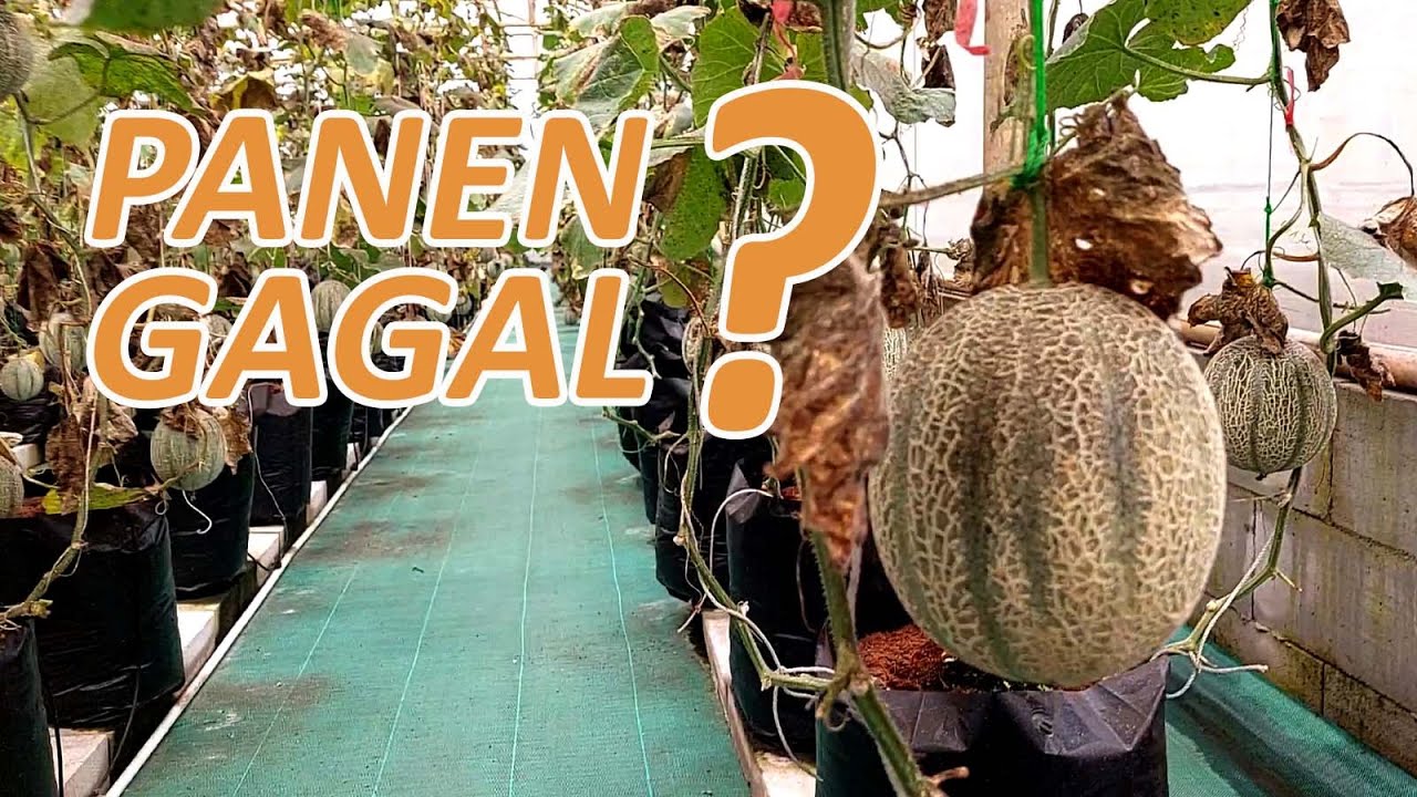 Panen Melon Rangipo Rz || Gagal Menggapai Target 😓😓