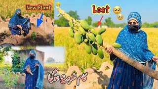 Kitchen Garden ka Kaam Start Kar Dea 👷‍♀️Hamza Sidhu | Zaini Baji 