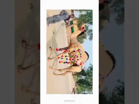 Mamu Ka Camel Allah Pak Qurbani Kabul Karen