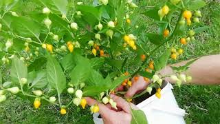 Purple Princess And Biquinho Pepper