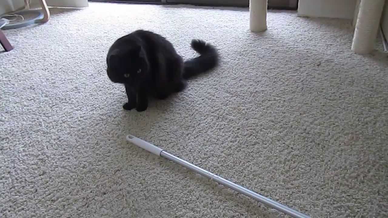 しゃべるねこを飼う男が自腹で買った 意外に使えるお掃除グッズ3選 まぐまぐニュース しゃべるねこを飼う男が自腹で買った 意外に使えるお掃除グッズ3選 まぐまぐニュース